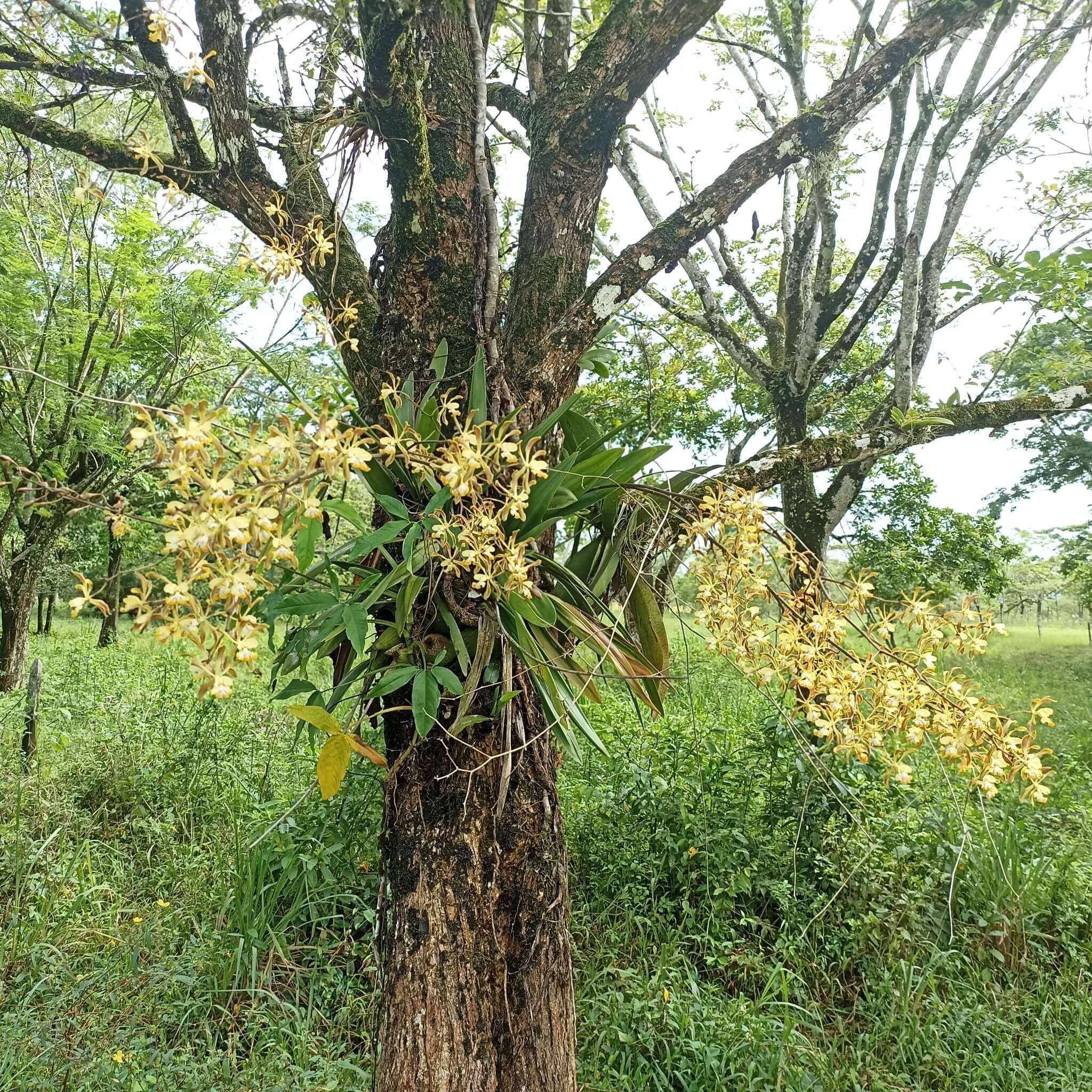 Encyclia alata